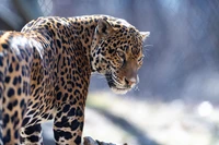 Jaguar in Profile: A Majestic Big Cat Displaying Intricate Spots and Intense Gaze