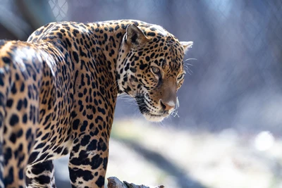 Jaguar de perfil: un majestuoso gran gato que exhibe manchas intrincadas y una mirada intensa