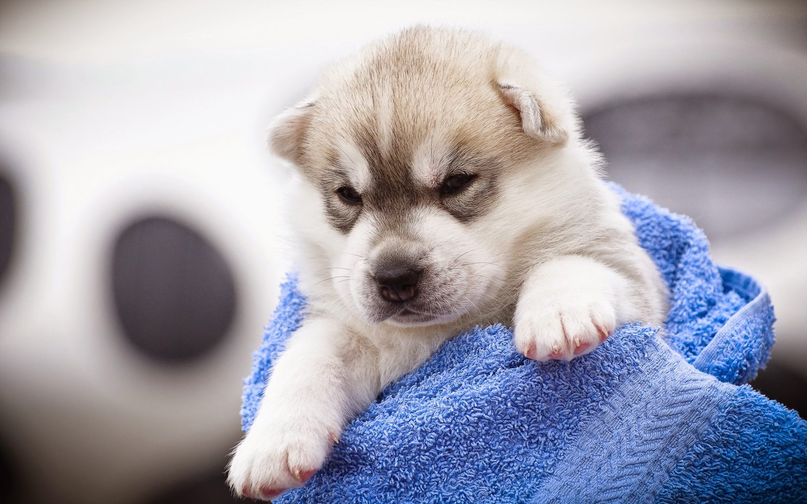 Um filhote de cachorro deitado em uma toalha com a pata em cima (husky siberiano, filhote, alaskan klee kai, husky, fofura)