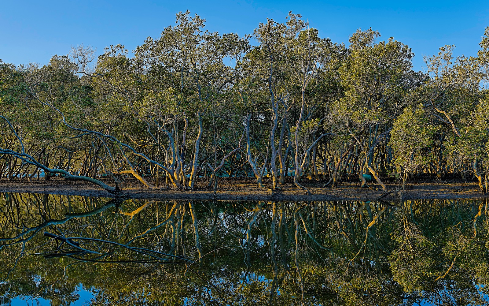 As árvores se refletem na água de um lago com céu azul (reflexo, natureza, árvore, vegetação, reserva natural)