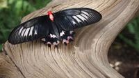 Mariposa negra llamativa con acentos rojos y rosas vívidos posada sobre madera envejecida.