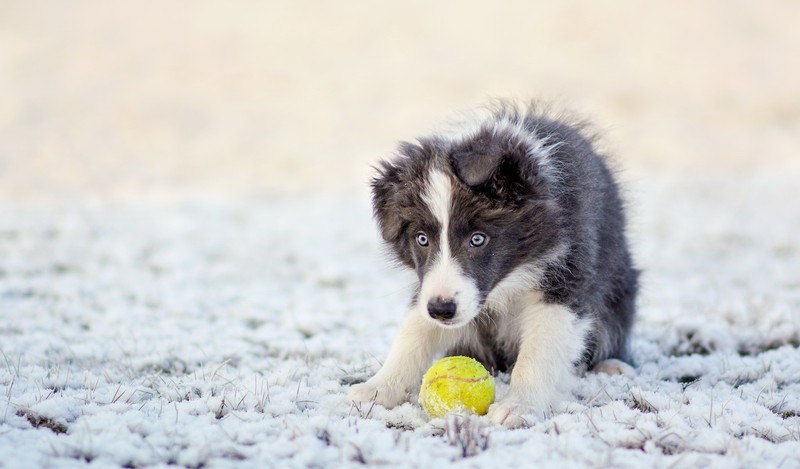 Щенок, играющий с мячом в снегу (бордер колли, border collie, порода собак, гренландская собака, щенок)