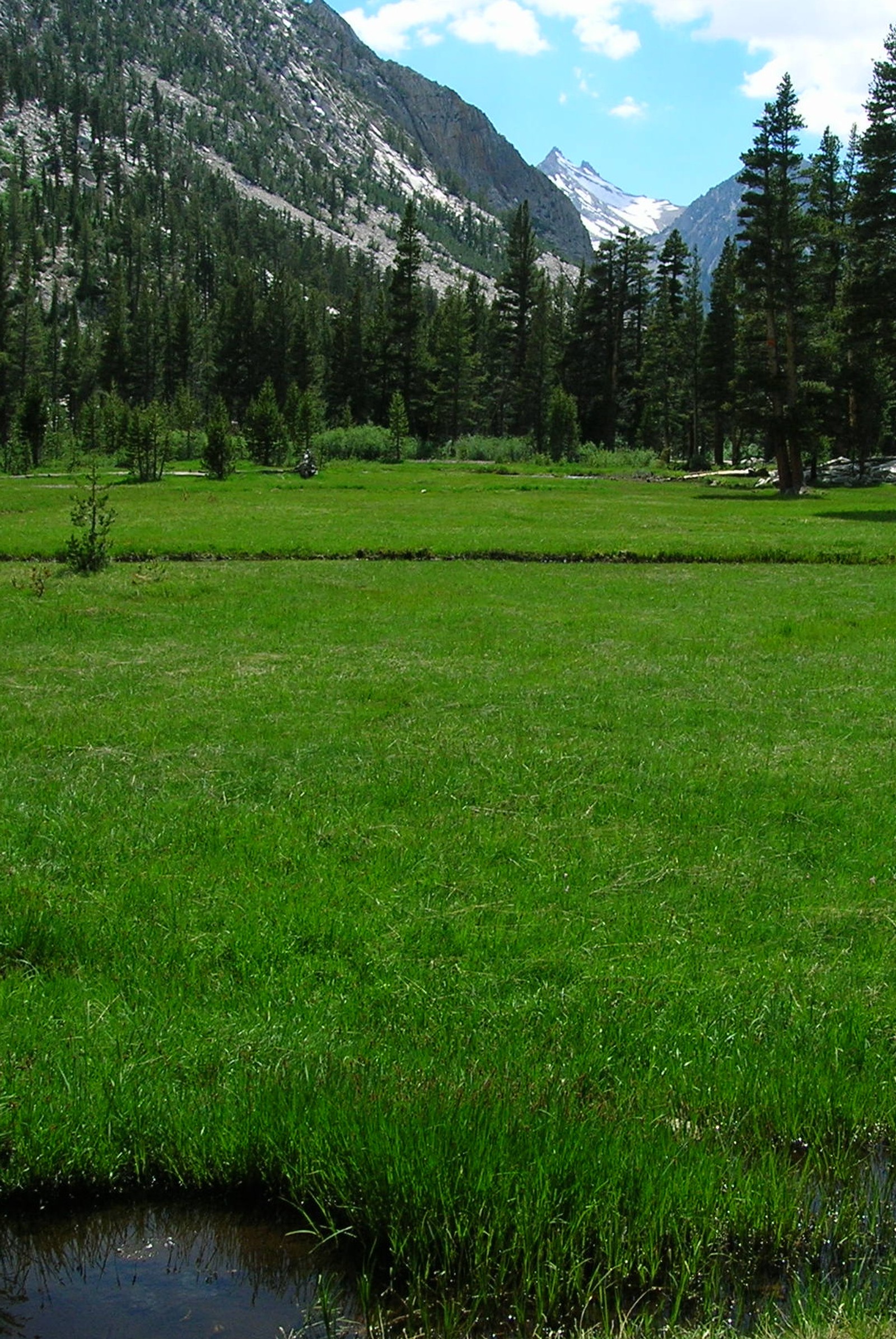 There is a horse that is standing in the grass by the water (nature p, r nature)