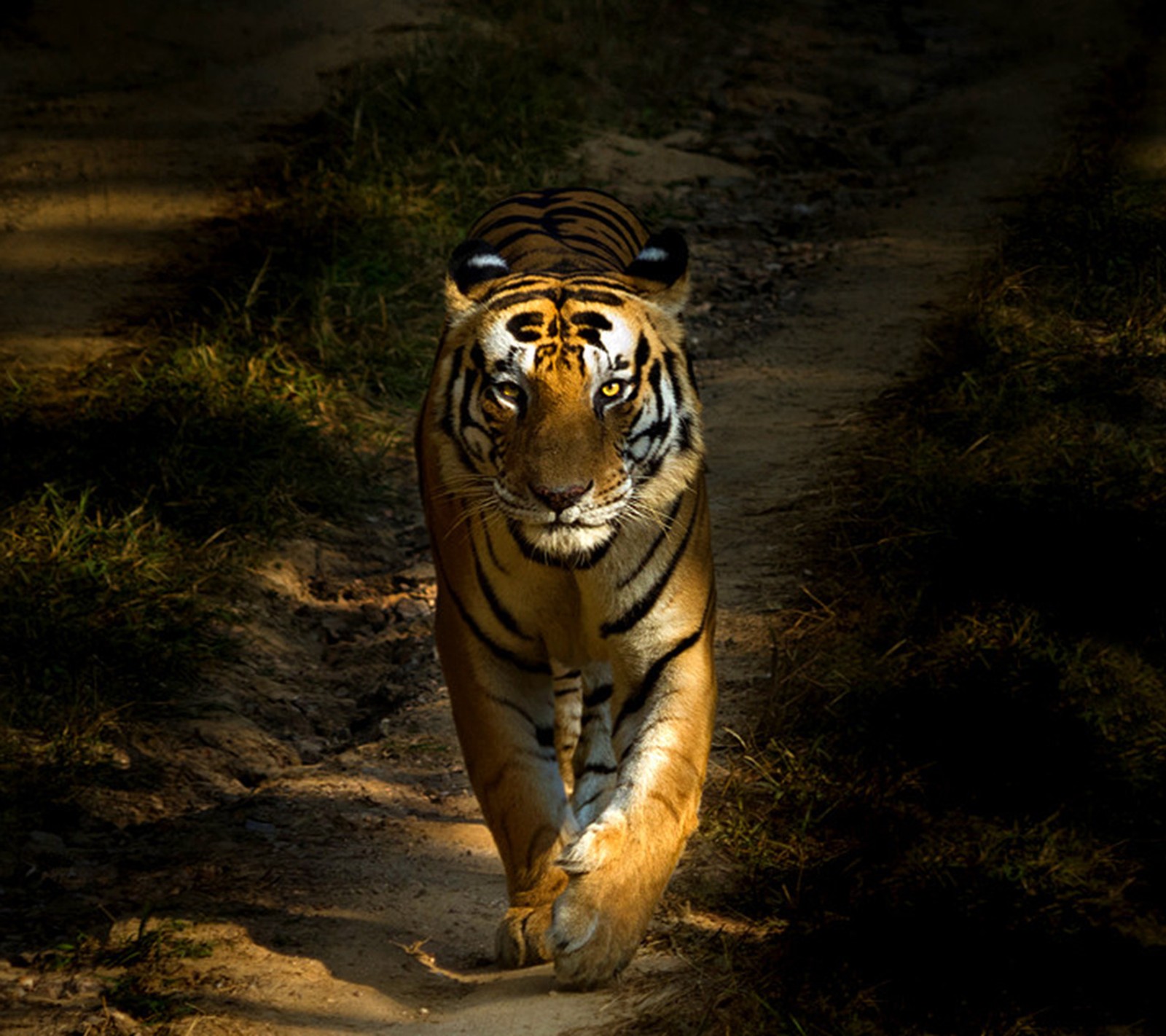 There is a tiger walking down a dirt path in the woods (tiger, wild)