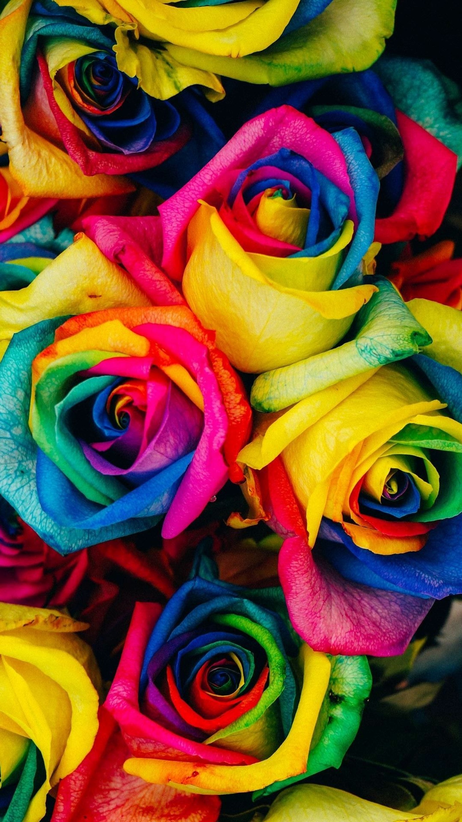 Um close de um buquê de rosas coloridas em um fundo preto (arco íris, rosas)