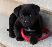 Adorável filhote preto descansando com um brinquedo vermelho.