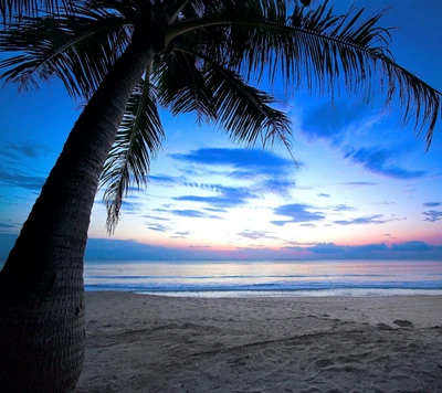 Tropischer Sonnenaufgang über einem ruhigen Strand mit Palmen-Silhouette