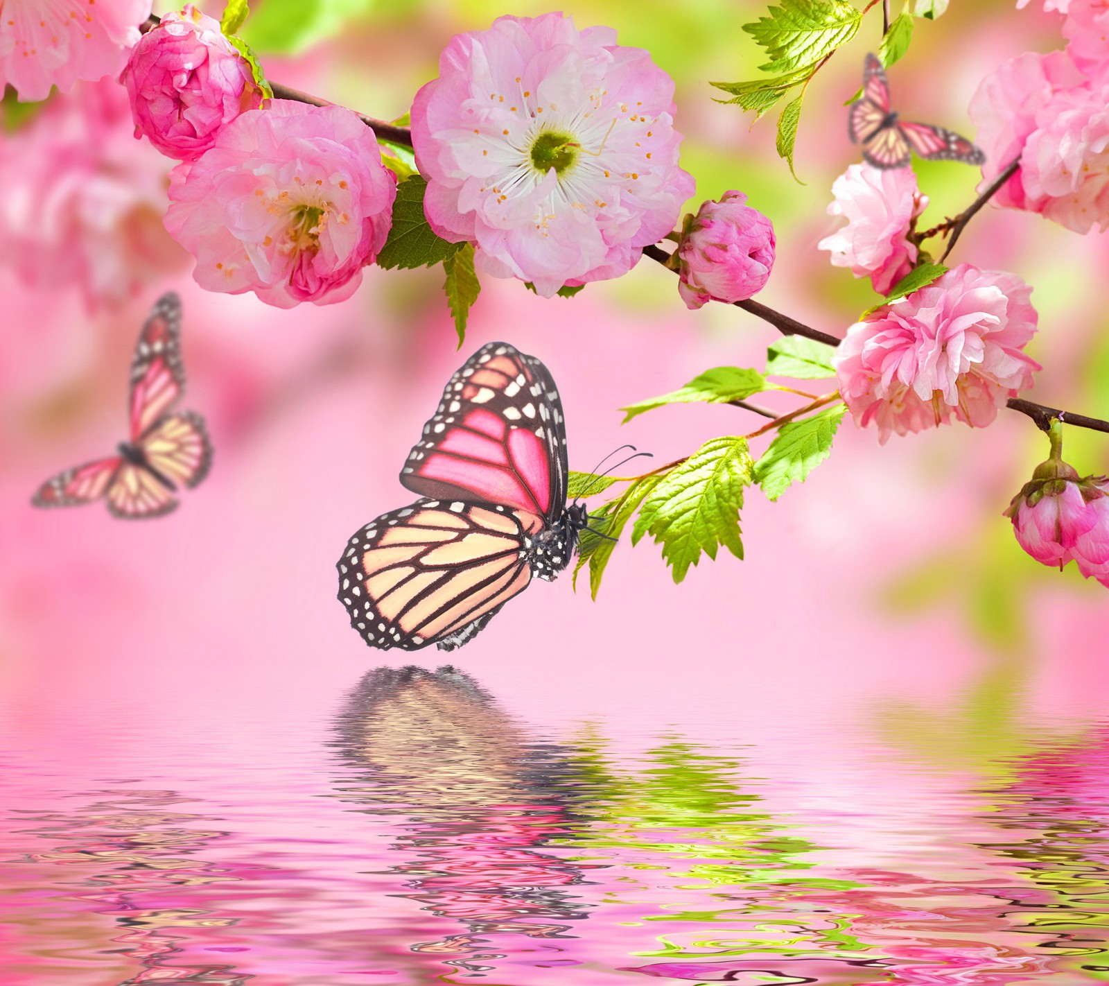 Butterflies flying over a pink flowered tree branch with water (art, beautiful, blossom, butterflies, cherry)