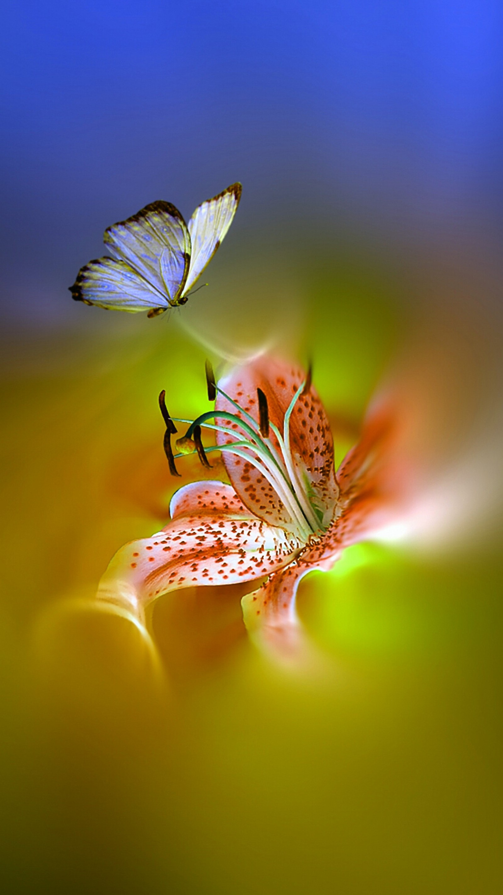 There are two butterflies that are flying around a flower (butterfly, flower, nature)