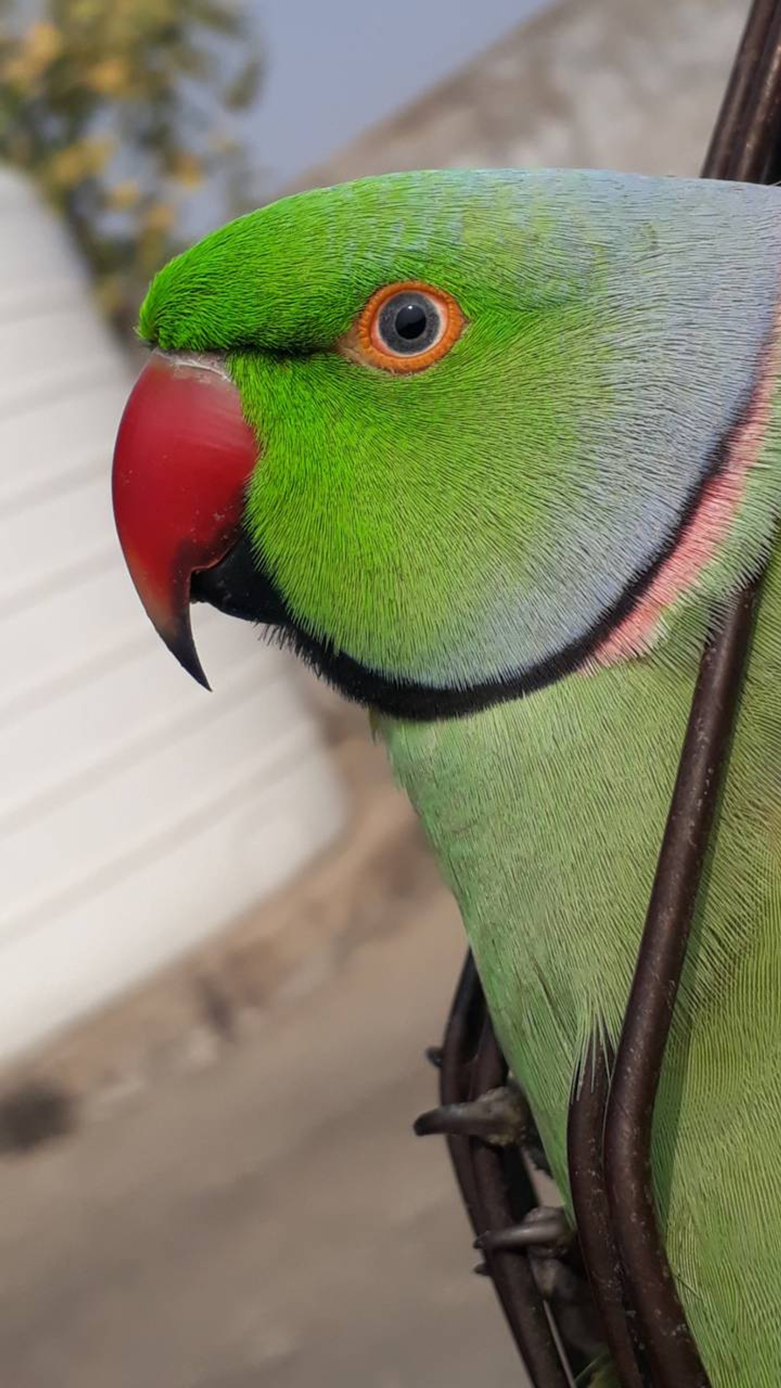 Téléchargez le fond d'écran oiseau, oiseaux, amour