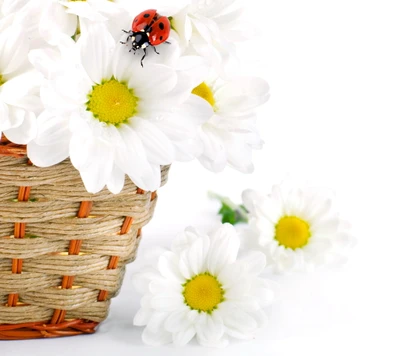 marguerite, fleurs, coccinelle, printemps