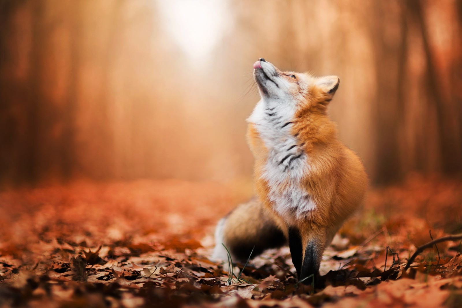 Un gros plan d'un renard dans les bois, la tête levée. (automne, renard, mignon, meilleur, nature)