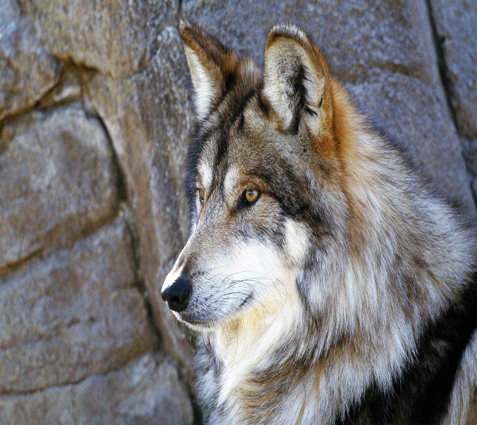 Il y a un loup assis devant une roche (beau, loup)