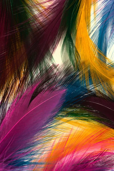 Plumes vibrantes dans un kaléidoscope de couleurs