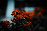 flor, naranja, rojo, naturaleza, planta