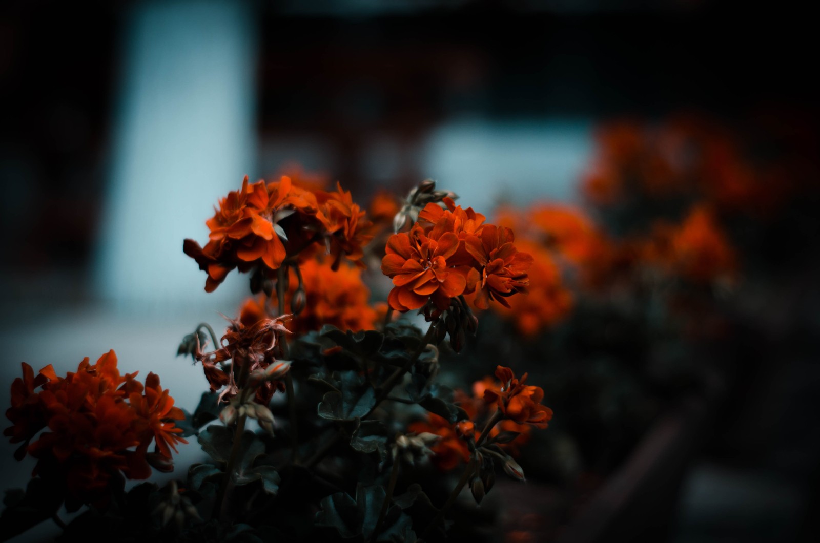 Hay muchas flores naranjas en una maceta en el suelo (flor, naranja, rojo, naturaleza, planta)