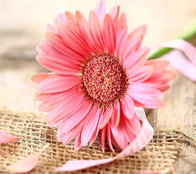 Fleur Gerbera rose sur toile de jute avec des pétales et un ruban