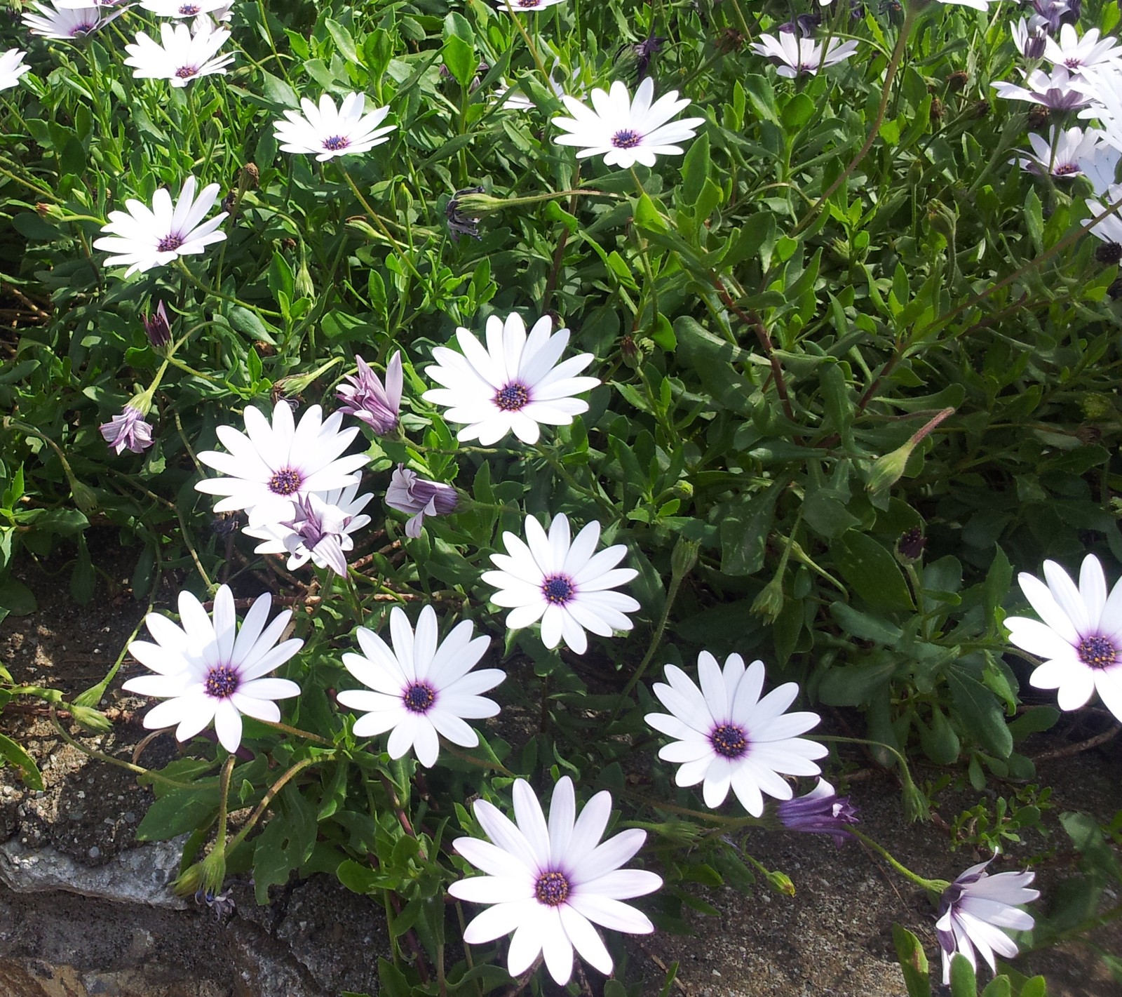 There are many white and purple flowers growing in a garden (blue, dance, hd, landscape, love)