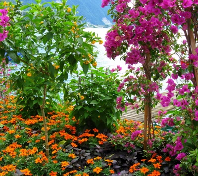 Flores vibrantes en rosa y naranja al borde del agua