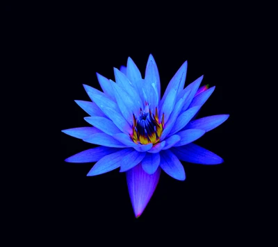 Flor de lótus azul vibrante em um fundo escuro