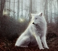 winter, wolf