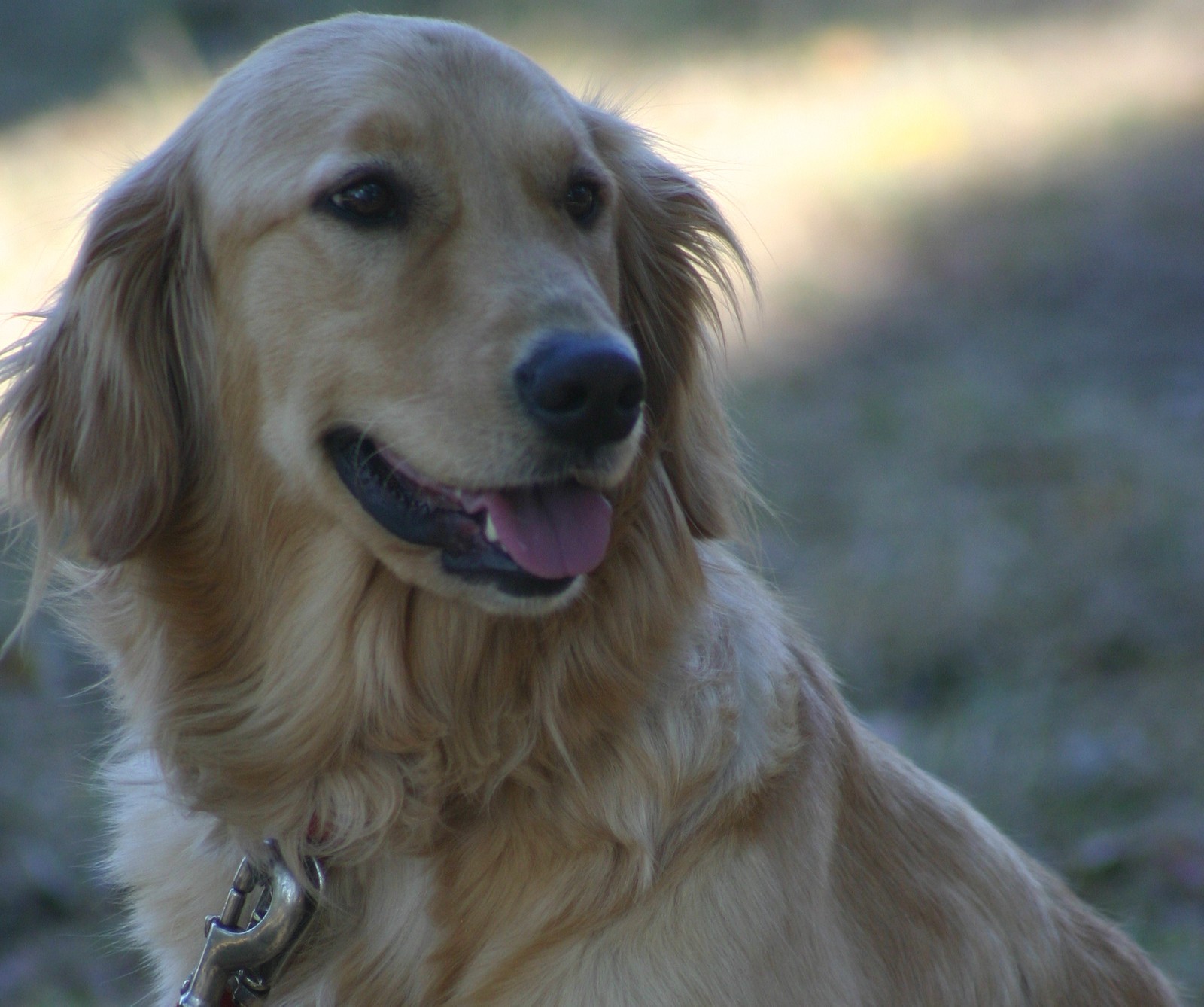 There is a dog that is sitting in the grass with a collar (dog, puppy)