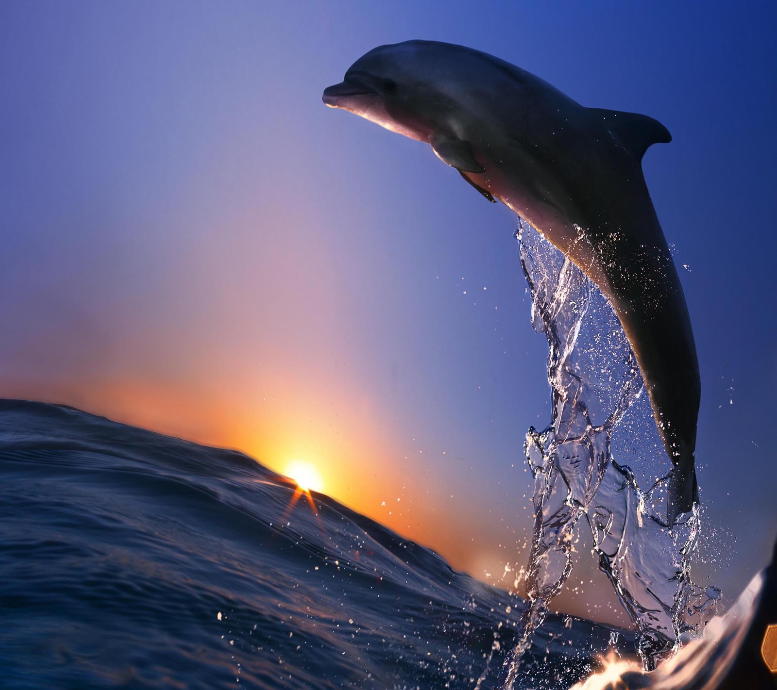 Un delfín saltando del agua al atardecer (hermoso, lindo, mirada, agradable)