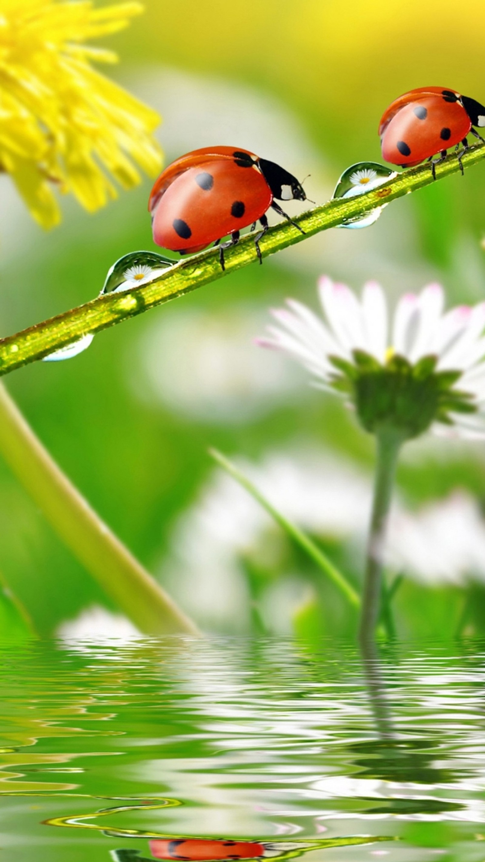 Des coccinelles sur une tige verte avec de l'eau et des fleurs en arrière-plan (fleur, insectes, coccinelles, nature, eau)