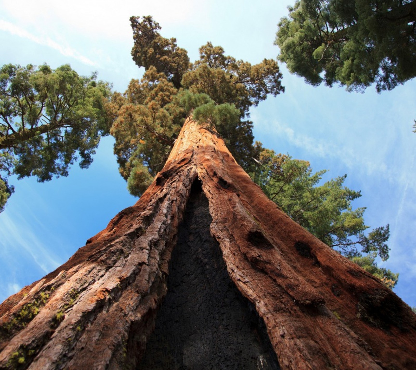 Lade natur, alt, himmel, baum Hintergrund herunter