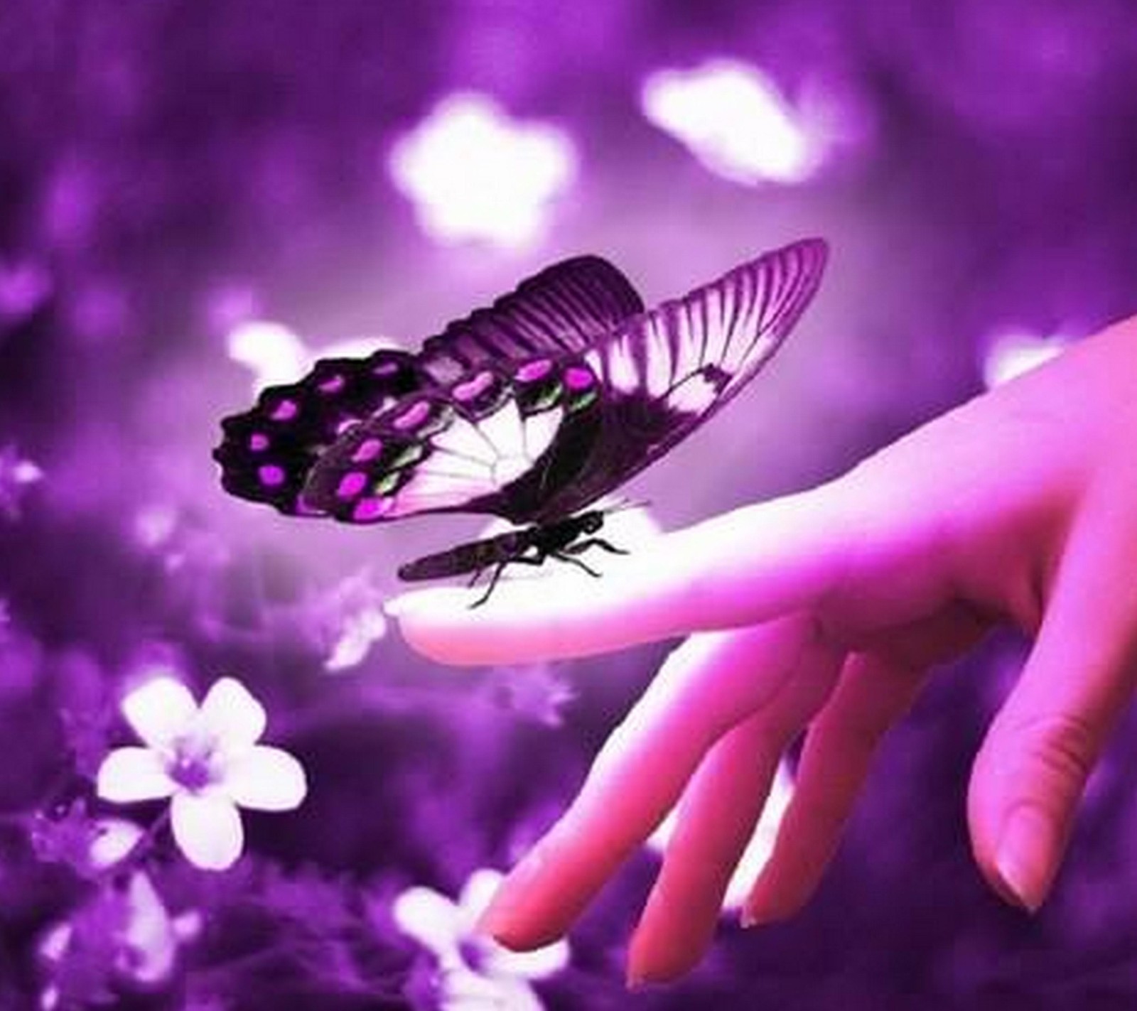 Purple butterfly on a hand with flowers in the background (butterfly, cool, hd)