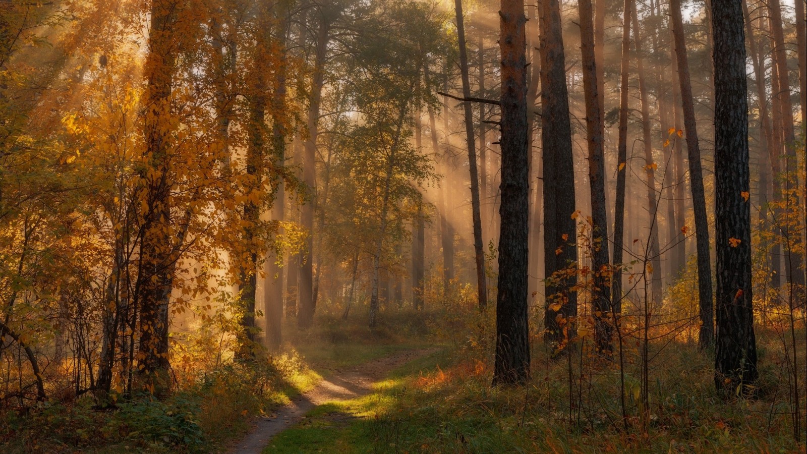 Uma vista de um caminho através de uma floresta com o sol brilhando através das árvores (árvore, natureza, floresta, luz solar, bosque)