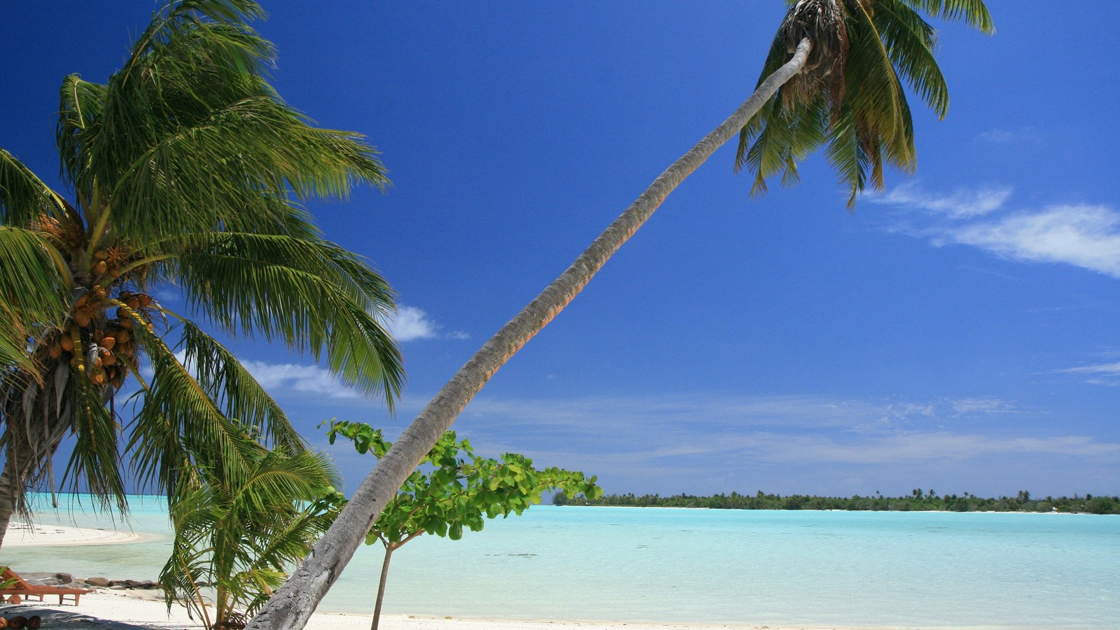 Palmen am strand mit blauem himmel und wasser (meer, baum, tropen, palme, karibisch)