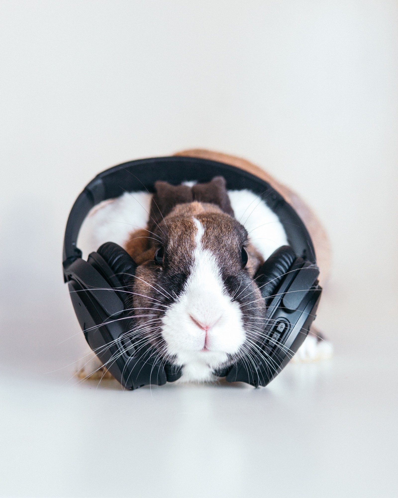 Hay un conejo usando auriculares na cabeça (conejo, hocico, bigotes, cobayo, oreja)