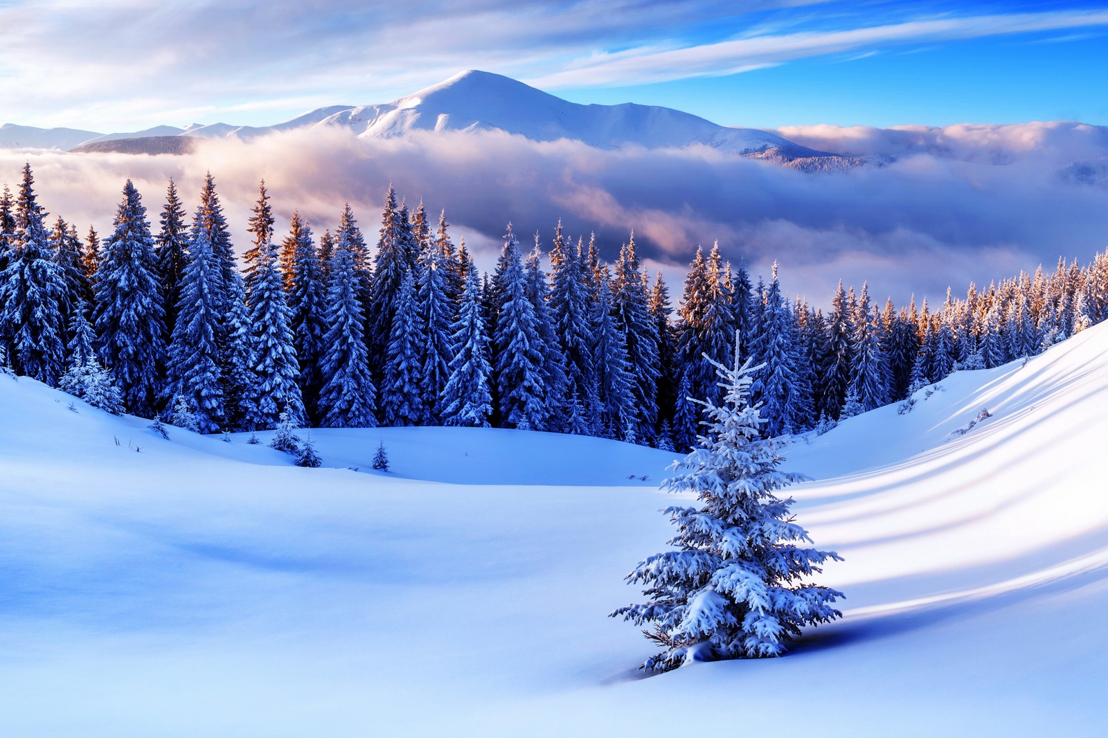 Uma paisagem montanhosa nevada com pinheiros e uma montanha ao fundo (árvore, inverno, neve, natureza, congelamento)