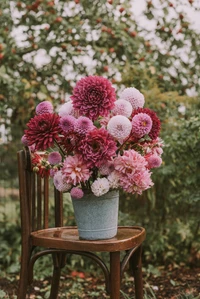 Vibrant bouquet of pink and purple dahlias arranged in a rustic metal pot, set on a wooden chair amidst a lush garden backdrop.