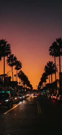 tree, cars, street light, building, automotive lighting