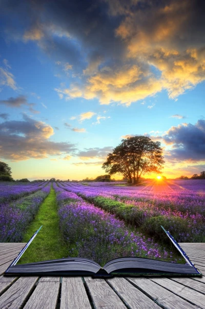 heißluftballon, ballon, natur, natürliche landschaft, lavendel