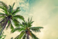 tree, vegetation, palm tree, green, plant wallpaper