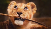 Playful Lion Cub with a Stick