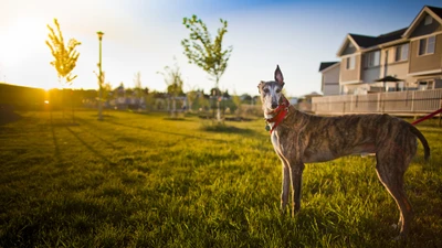 árbol, mañana, pradera, mamífero similar a perro, luz solar