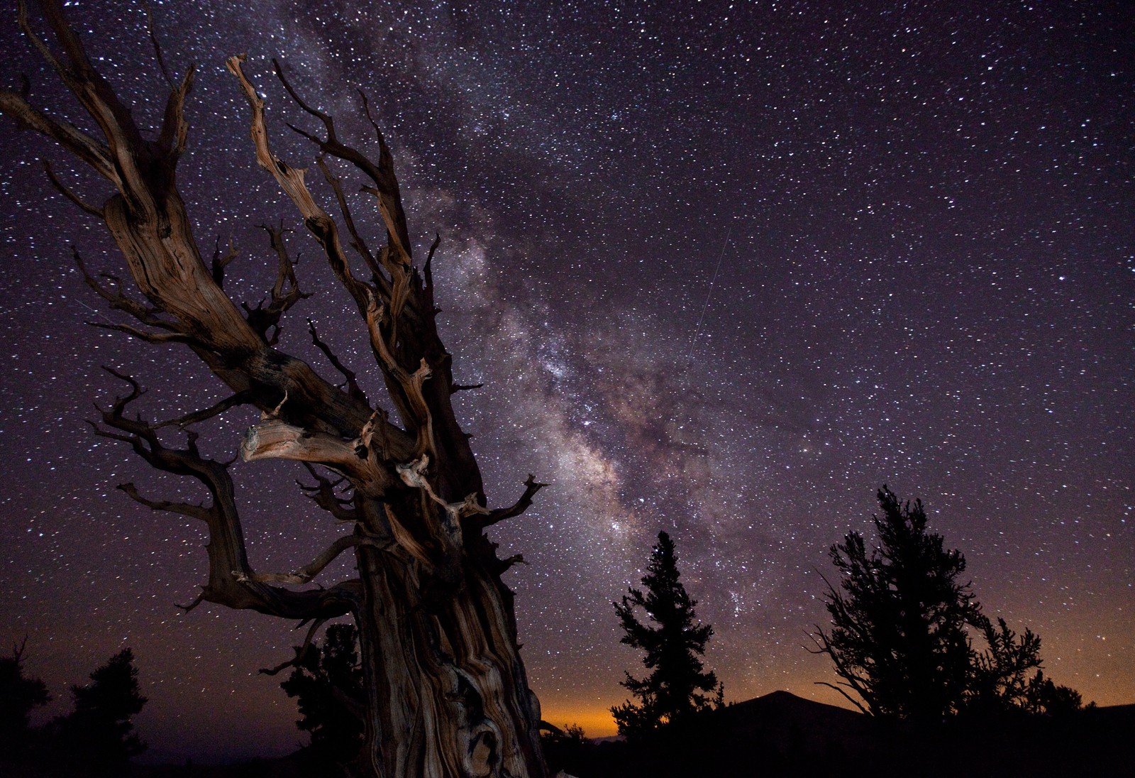 Uma árvore árabe com um céu cheio de estrelas e uma via láctea (via láctea, estrela, galáxia, céu noturno, árvore)