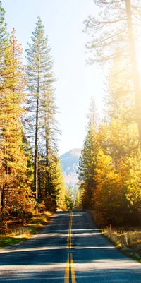 Sunlit Road Through a Larch Forest