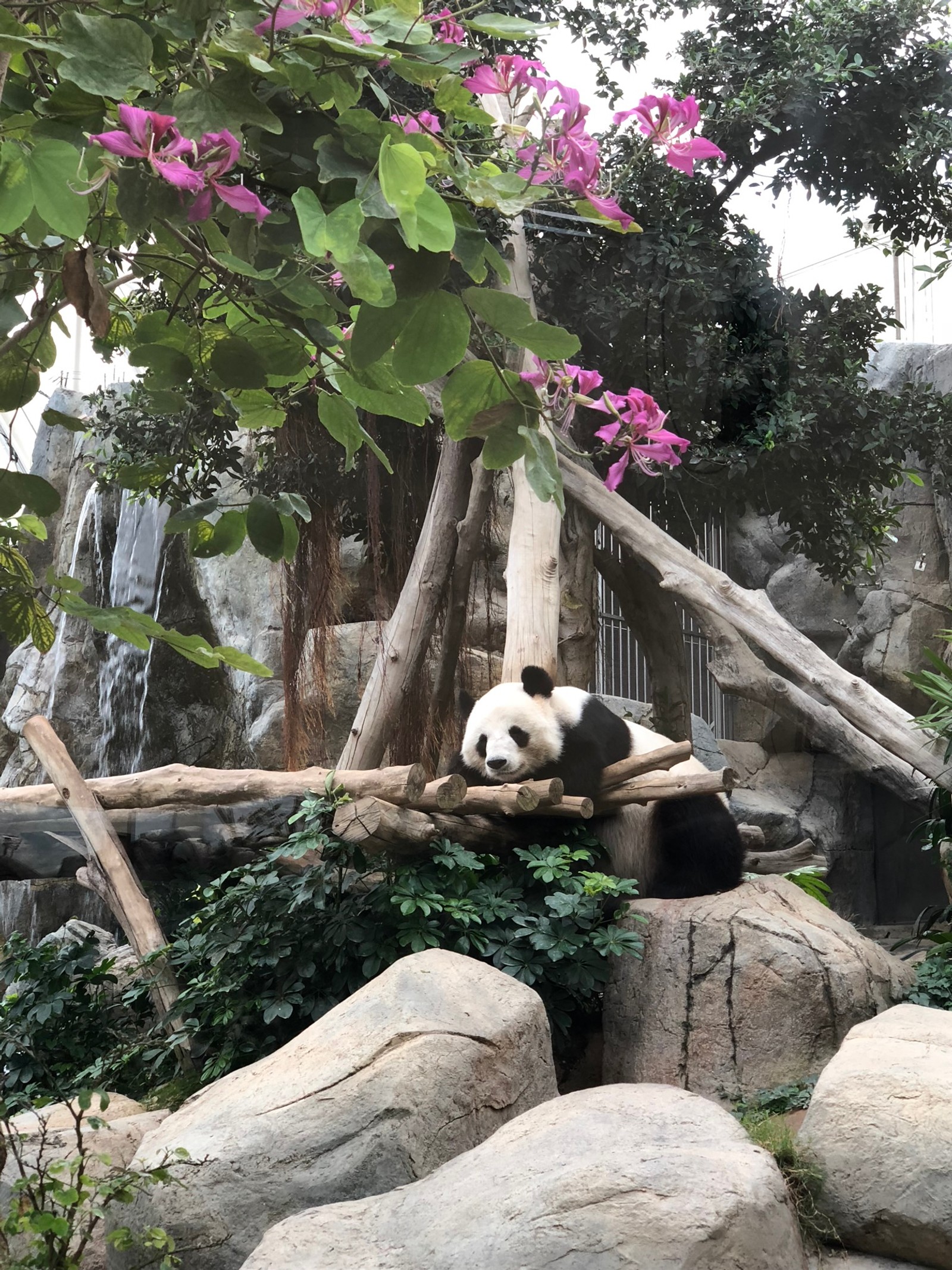 Il y a un ours panda allongé sur une bûche (pandas, panda géant, pétale, animal terrestre, magenta)