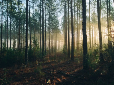 A luz do sol filtra através de um bosque enevoado