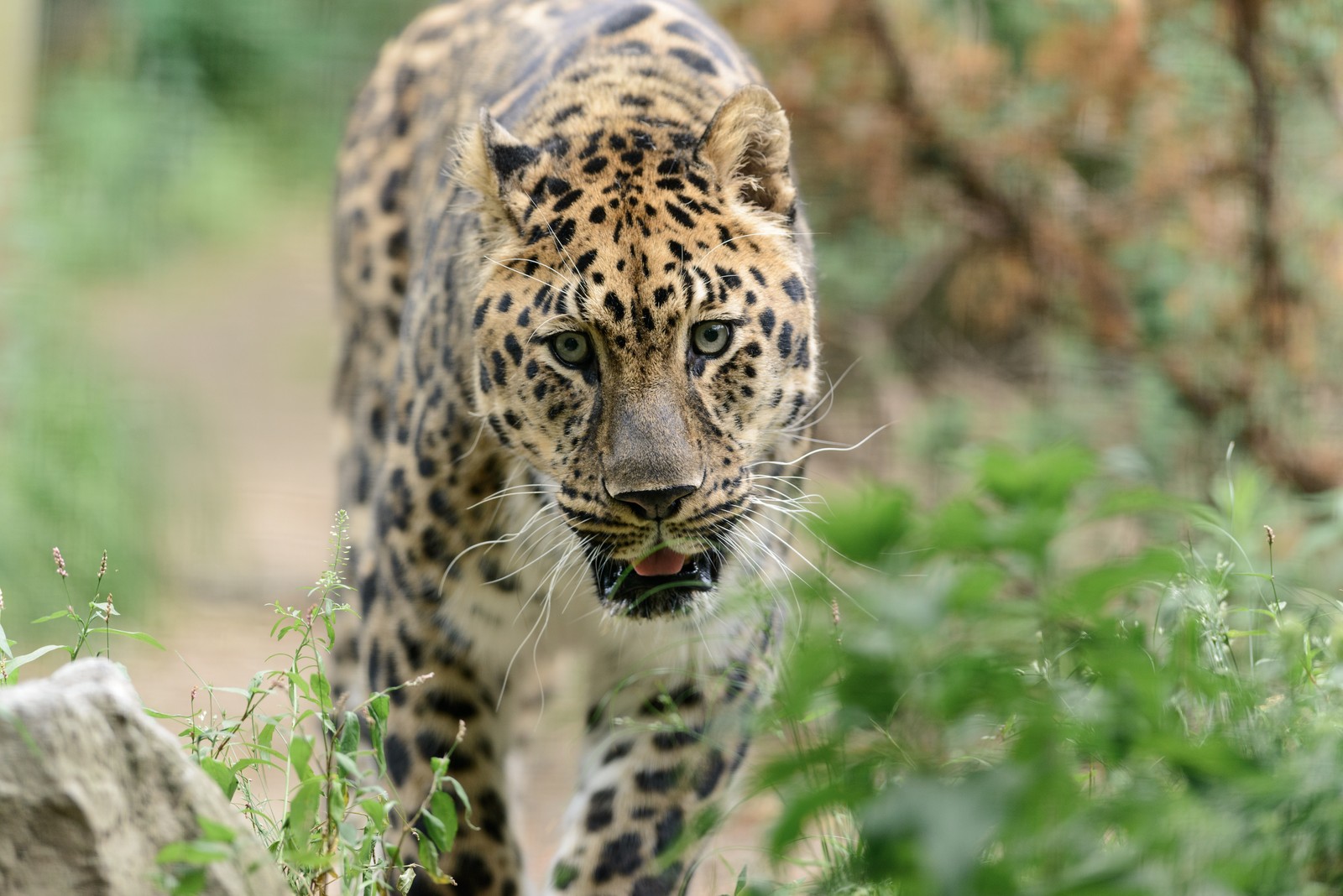 Леопард идет через траву в дикой природе (большая кошка, леопард, кот, felidae, тигр)