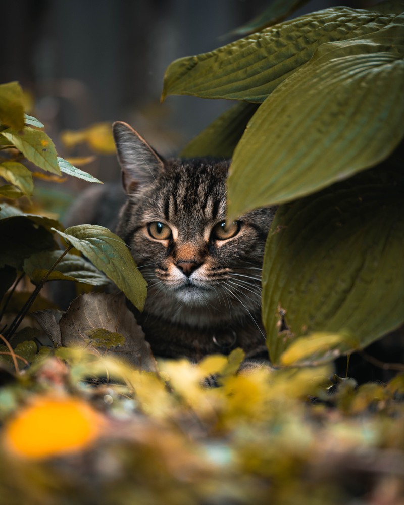 Кот сидит на траве с листьями (кот, felidae, усы, лист, полосатый кот)