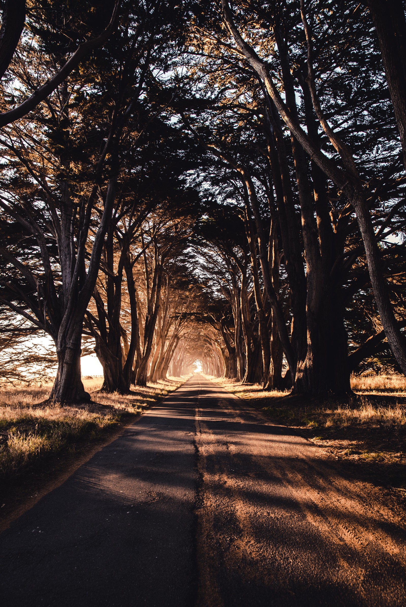 Uma vista de uma estrada ladeada de árvores e uma luz no final (árvore, floresta, luz, ramo, luz solar)