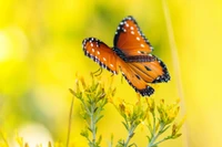 Lebendige Monarchfalter bestäuben gelbe Blumen