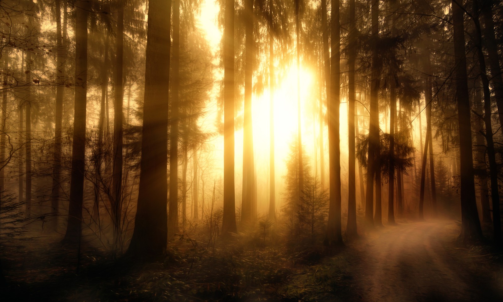 Arafed image of a forest with a trail in the middle (sunlight, forest, woodland, tree, nature)