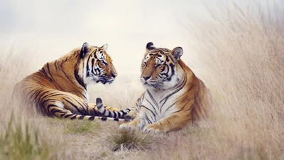 Dos majestuosos tigres descansando en un sereno paisaje de hierba.